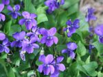 common violets