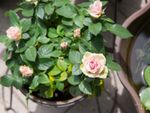 Pink Roses Growing In A Container