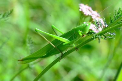 Green Grasshopper On Plant