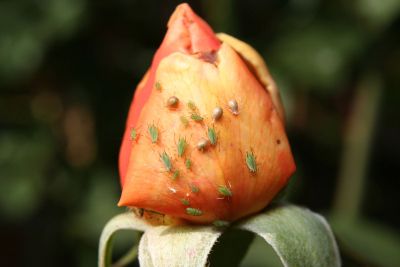 Aphids On A Rose Plant