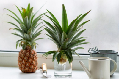 A Planted Pineapple Top