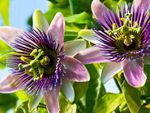 Close up of two passion flowers growing on a vine