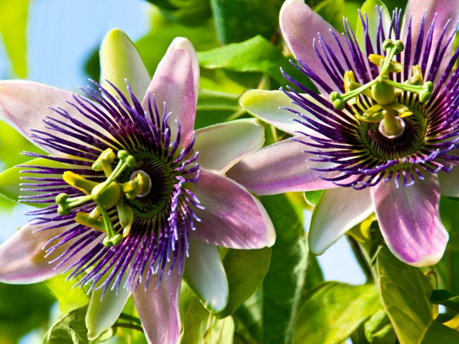 Passion Flower Care: Tips For Growing Passion Flowers