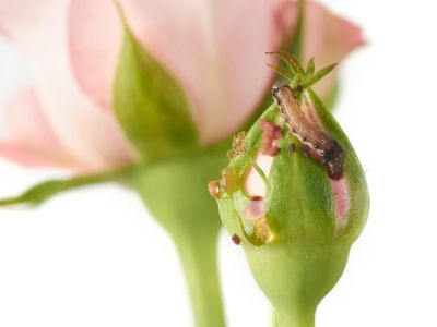 A budworm crawls on a rose bud with a pink rose in the background