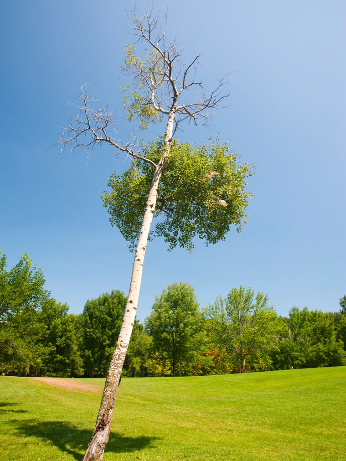 How to Fix a Crooked Tree  