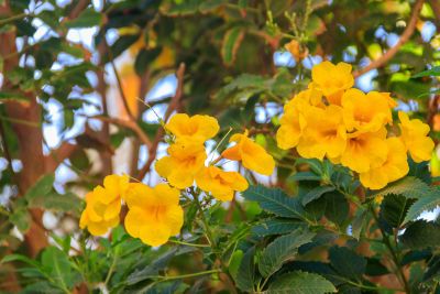 Yellow Flowered Esperanza Plant
