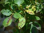 Leaves With Brown Spots