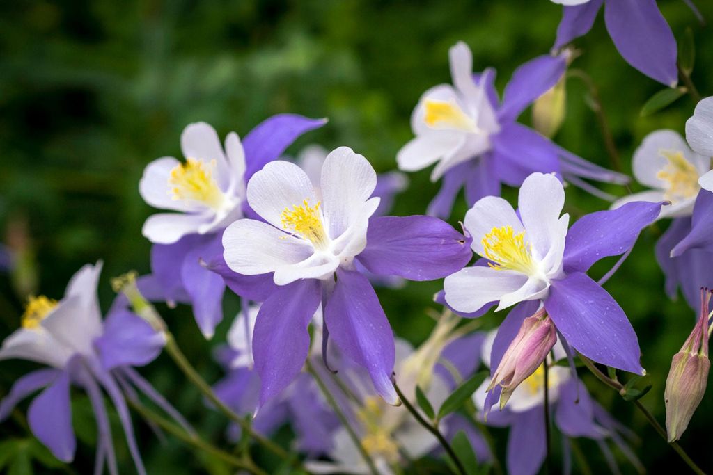 How To Grow And Care For A Aquilegia (Columbine) Plant - Garden Freya