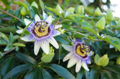 Passion Flower Seeds Sprawling Vine Grows to Length of 30 Feet! 100 Seeds 