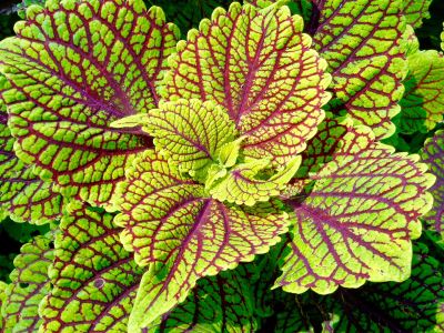 Green And Purple Leaved Coleus Plant