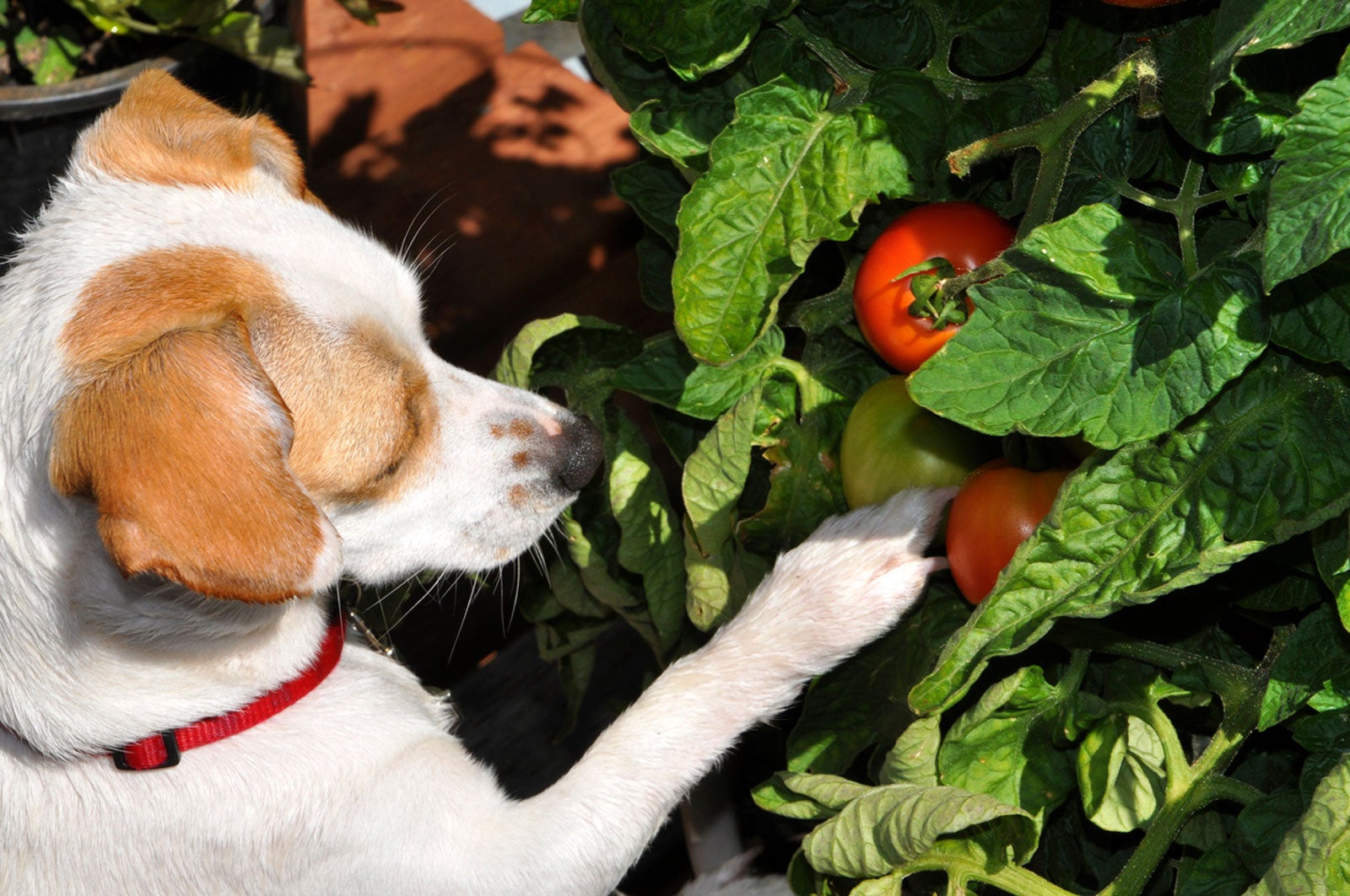 is rhubarb leaves poisonous to dogs