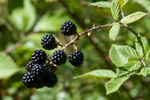 Blackberry Bush Full Of Blackberries