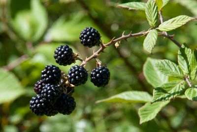 Blackberry Bush Full Of Blackberries