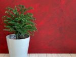 Norfolk island pine tree planted in a white container against a deep red background