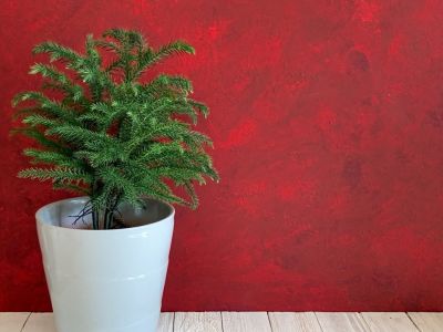 Norfolk island pine tree planted in a white container against a deep red background