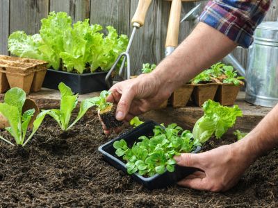 Gardener Planting Vegetables Into A Garden