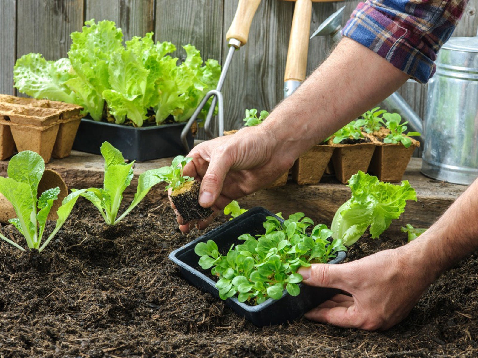 Servis výsadby zeleninovej záhrady