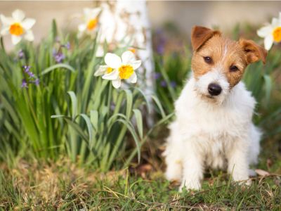 Small Dog Sitting In A Flower Garden