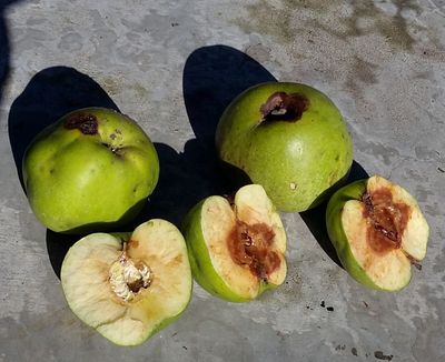 Green Apples Cut Open Showing Affects From Apple Maggots