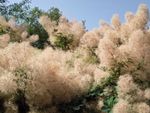 Smoke Tree With Puffed Out Flowers