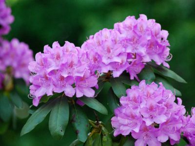 Light Purple Rhododendrons In The Garden