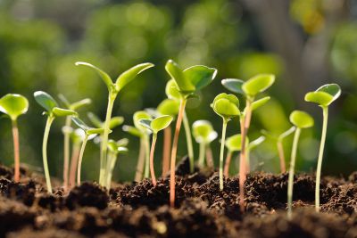 Seedlings Sprouting Out Of Soil