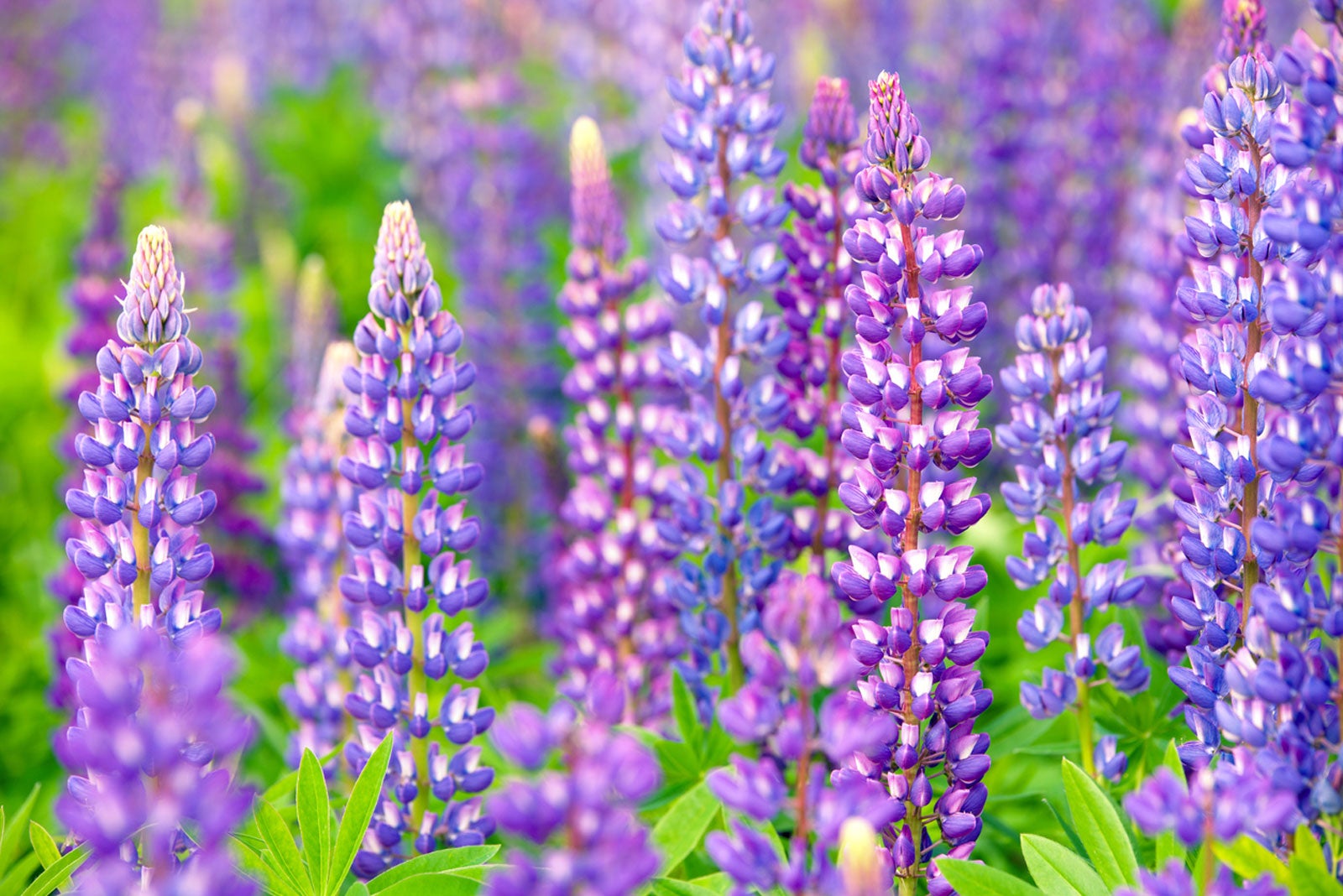 lupine flowers: tips for growing lupines