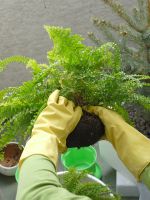 Gardener With Gloves Transfering A Fern Plant