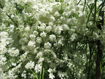 Bundle of White Anise Plants