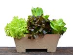 Lettuce Growing In A Wooden Container