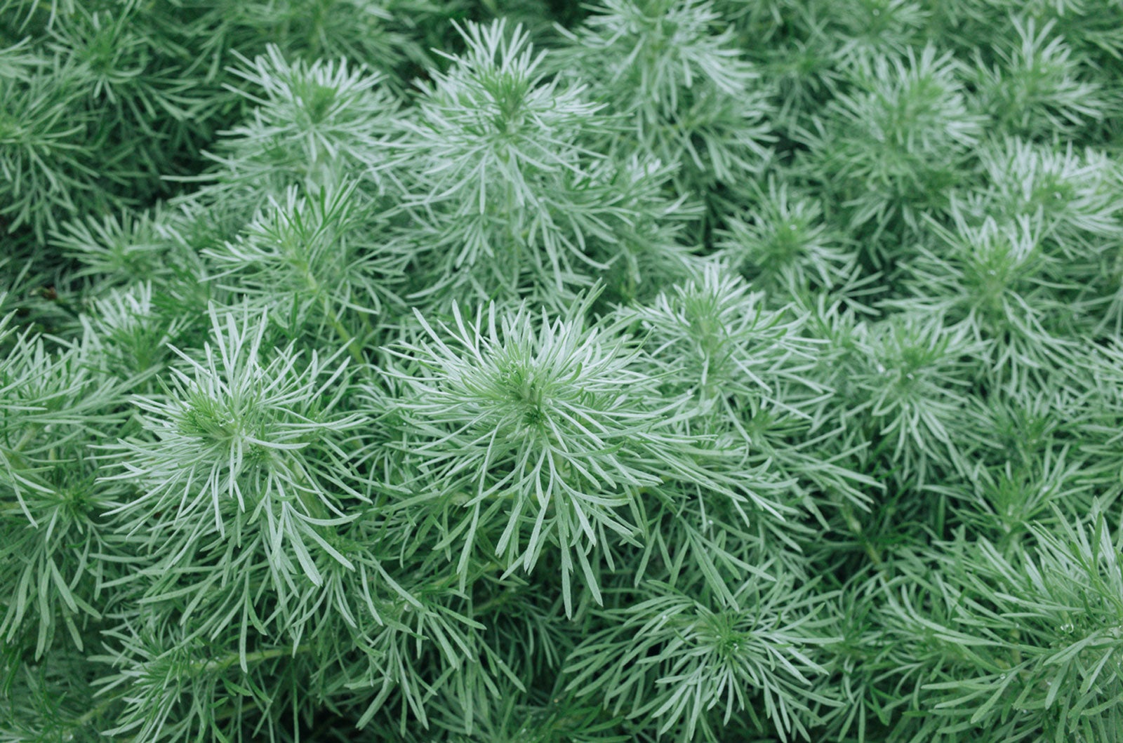 Caring for Artemisia Schmidtiana Silver Mound