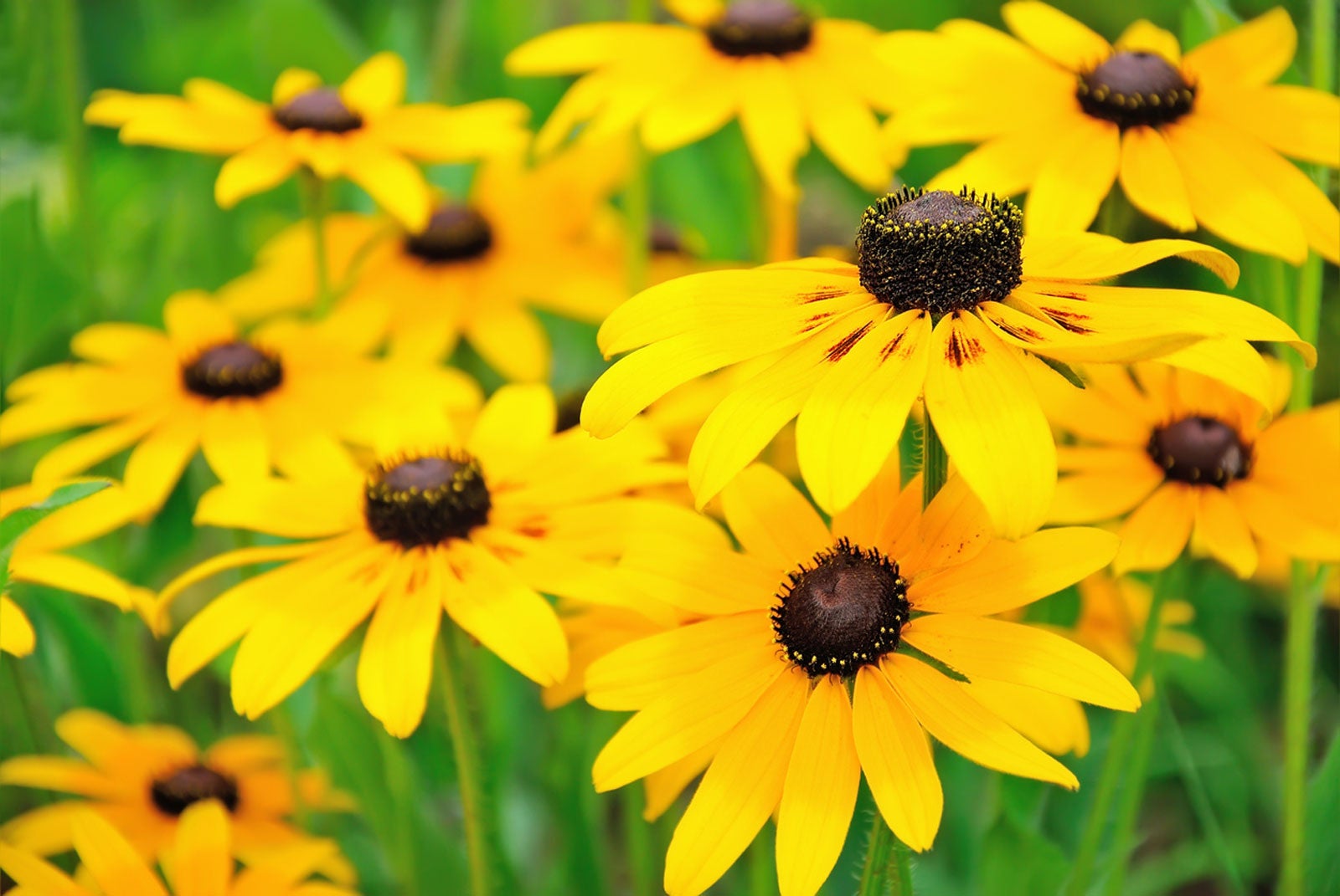 Planting and care for black eyed susans