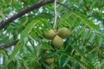 Tree With Green Fruits