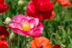 Colorful Poppy Flowers