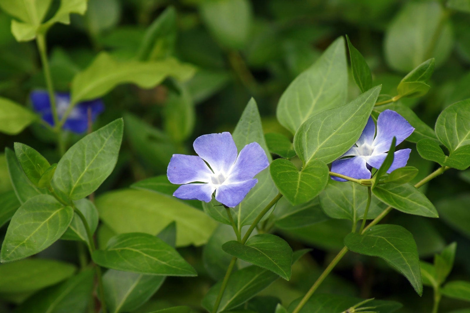 growing periwinkle: information on planting periwinkle in the garden
