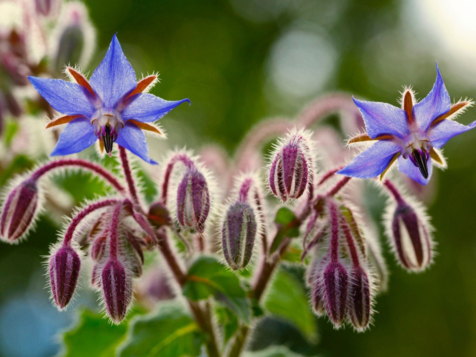 Growing Borage - How To Grow And Use Borage Plant In The Garden