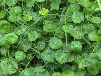 Dollar Weeds Covered In Water Droplets