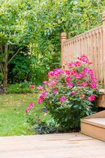 Bright Pink Knock Out Rose Bush