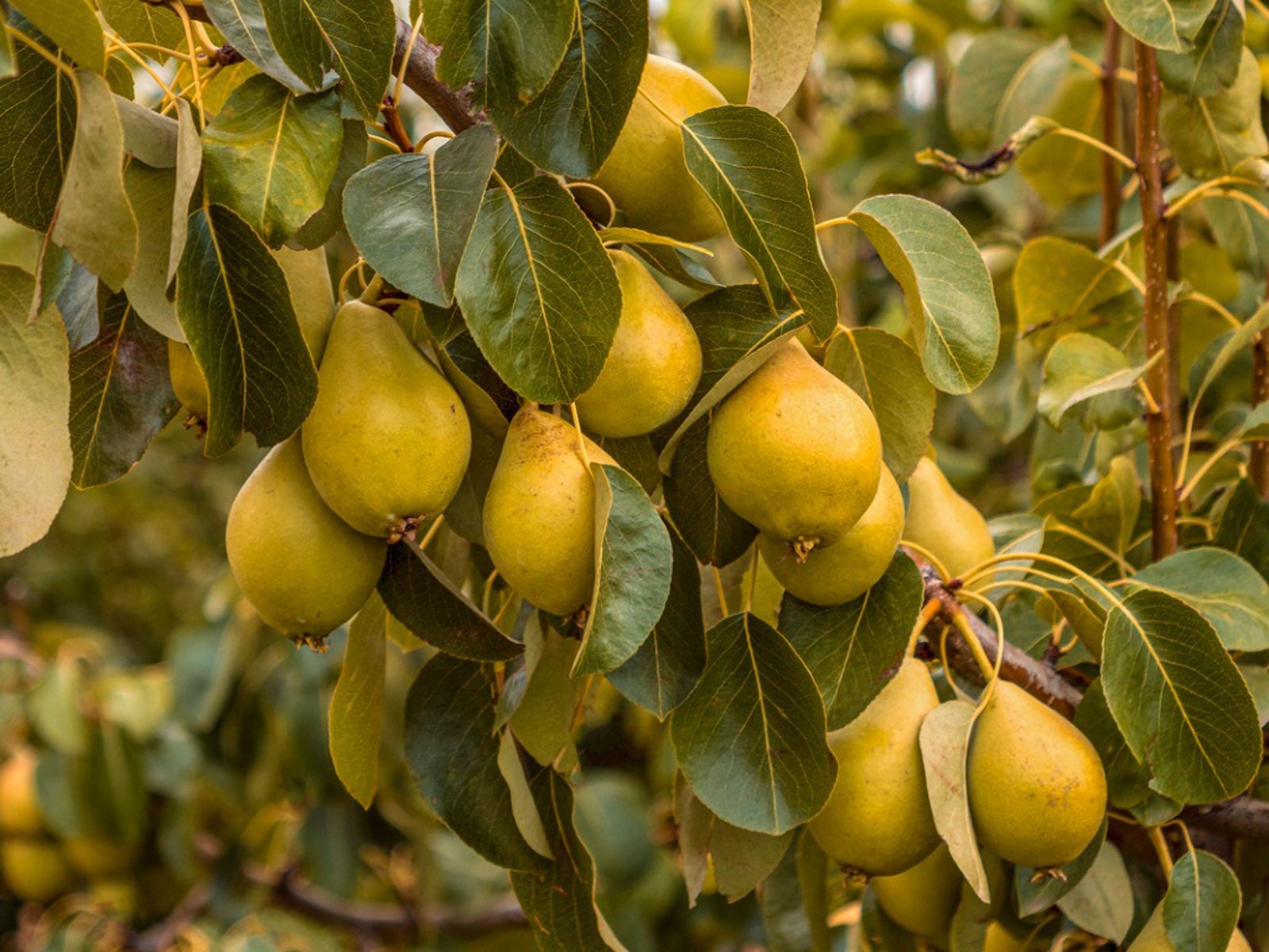 Raíces de árboles frutales de pera