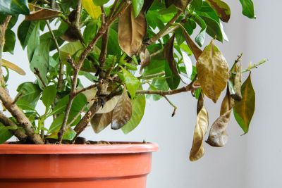 Potted Plant With Falling Dead Leaves