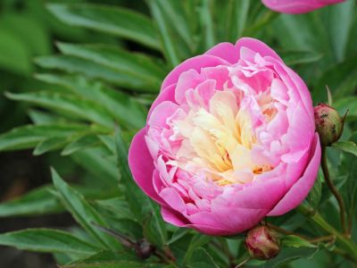 Pink peony flower with a yellow center