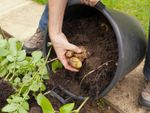 Gardener Pulling Potatoes Out Of A Container