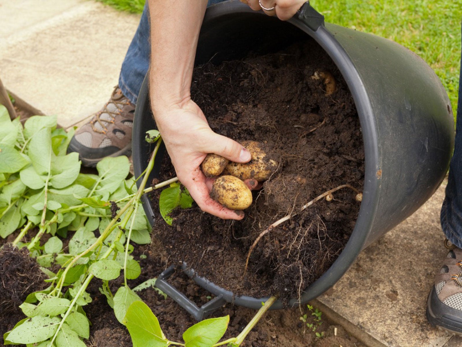Growing Potatoes Planting Growing And Harvesting Potatoes The