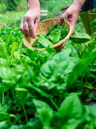 Person Harvesting Spinach Into Wooden Basket