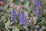 Bluish-Purple Ajuga Plant