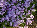 Purple Creeping Phlox Flowers