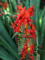 Red Crocosmia Flowers