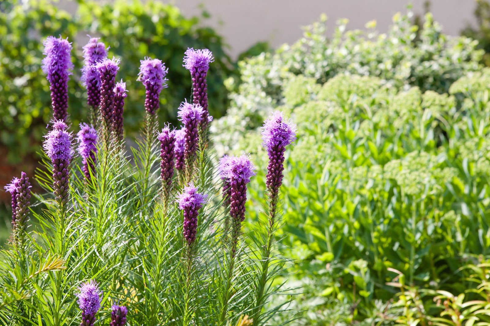 Liatris Care - Information On Growing And Caring For Liatris Plants