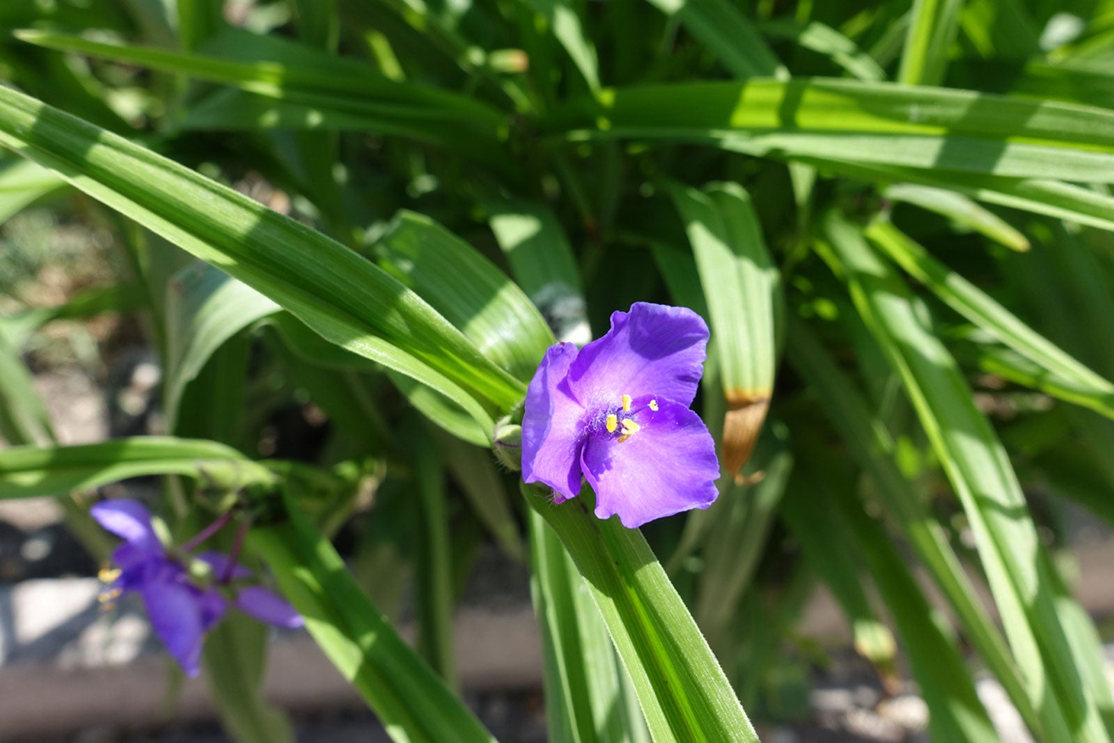 growing spiderworts: how to grow and care for spiderwort plants
