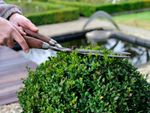 Pruning Of A Boxwood Bush